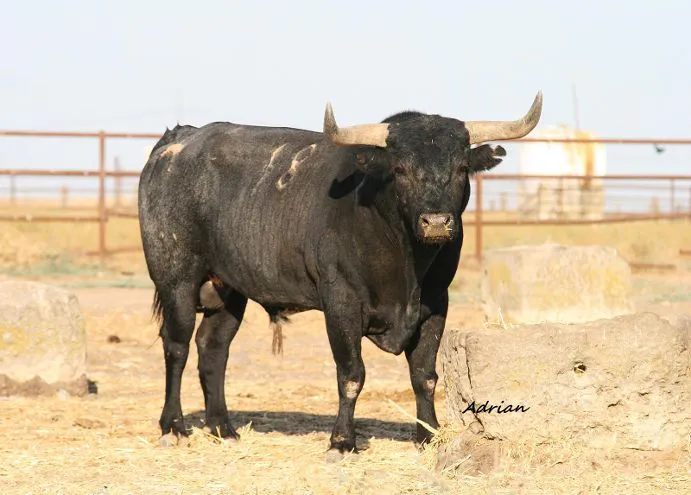 Lunares, de número 18 y guarismo 0 (Miura)