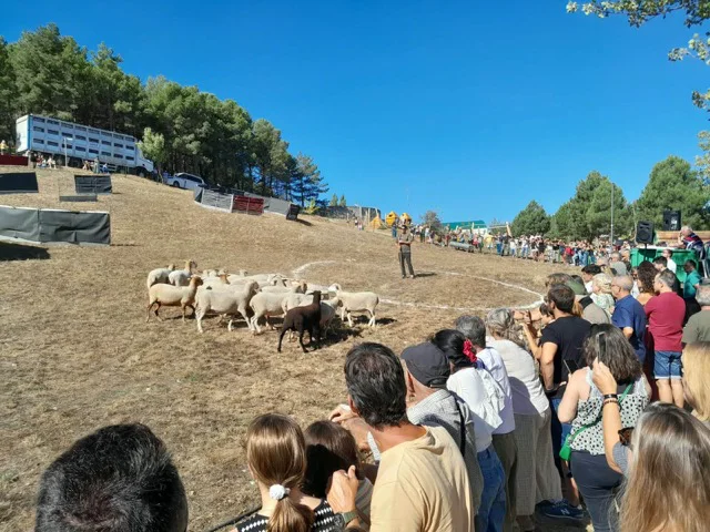 2026-09-13 Fira de Morella-12 en tamaño mediano