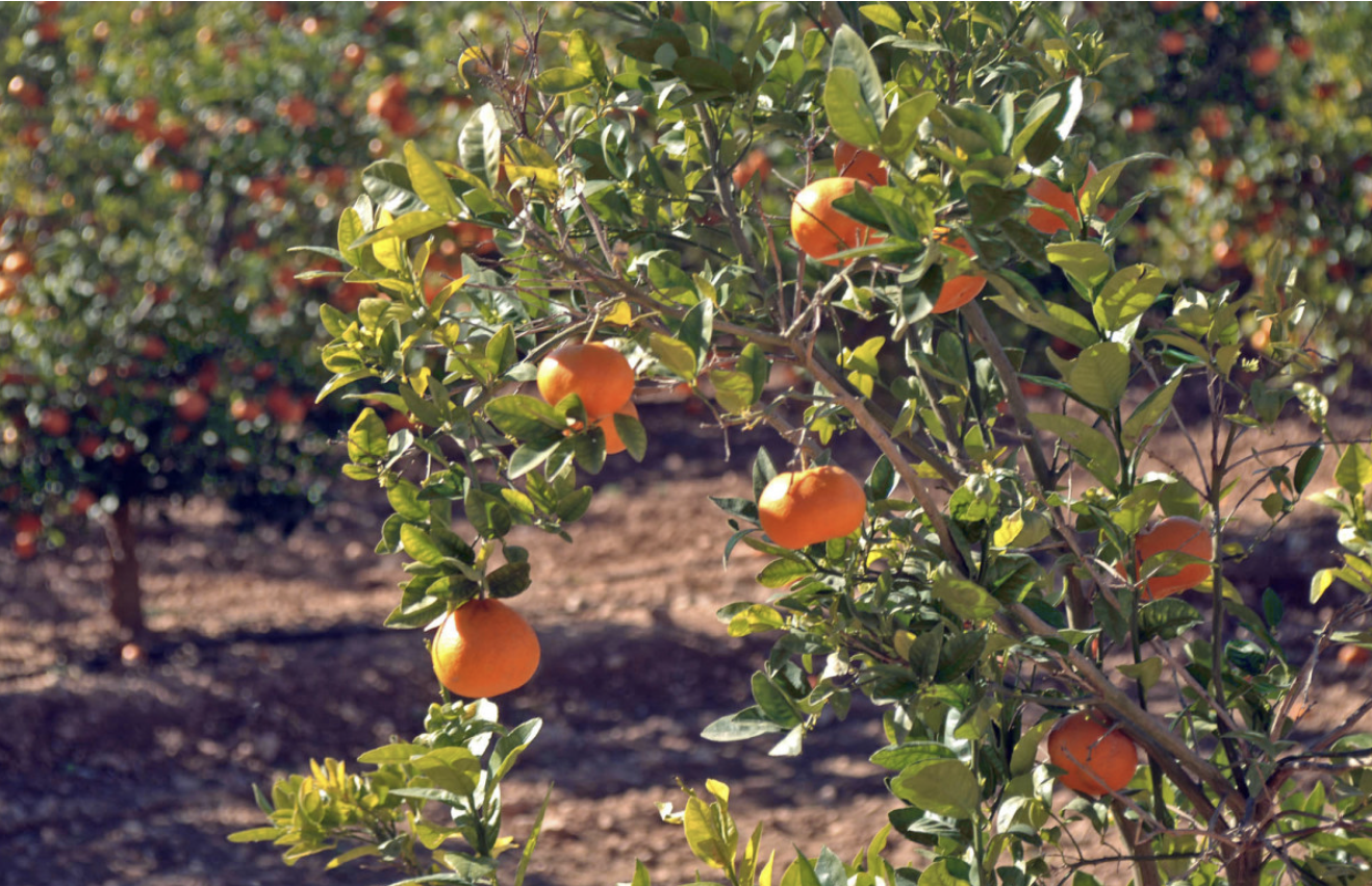 Captura de pantalla 2020-05-15 a las 15.32.34