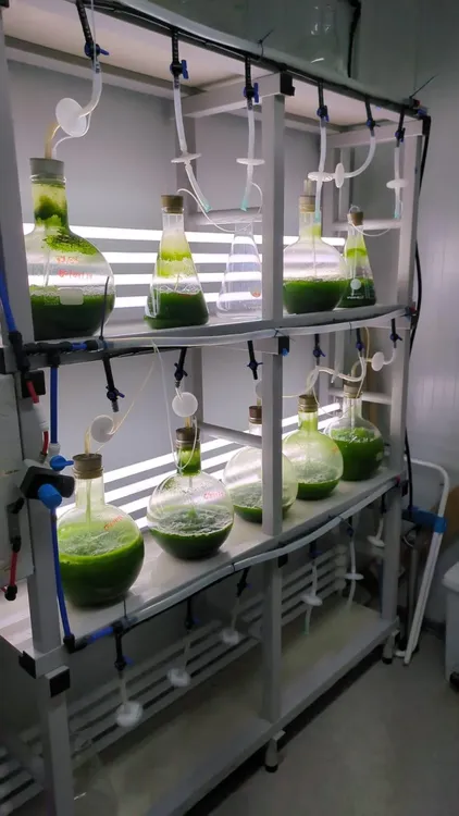 250921_fa_foto2_edualgae