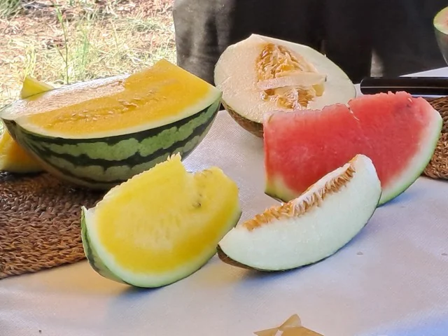 Melones panollo. 2 en tamaño mediano