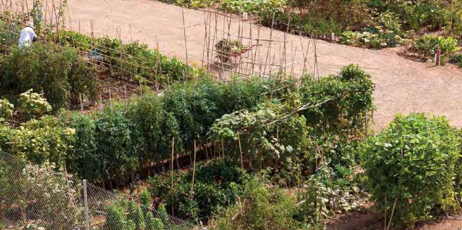 02-05-2020 hort urbà