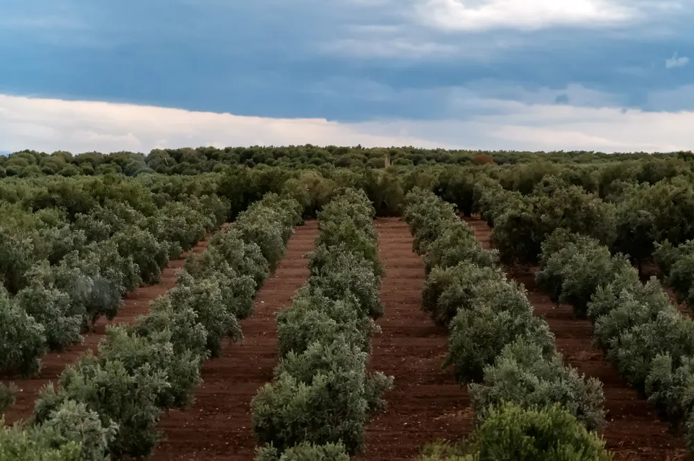 campo olivos olivar