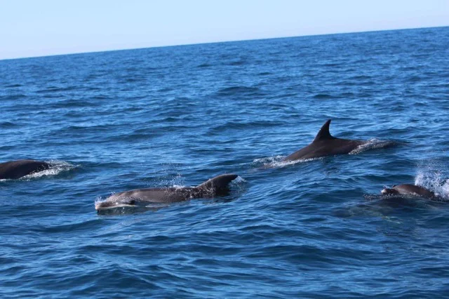 delfin 1 cv en tamaño mediano