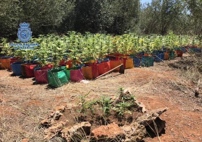 marihuana-Castellón-copia-710x500