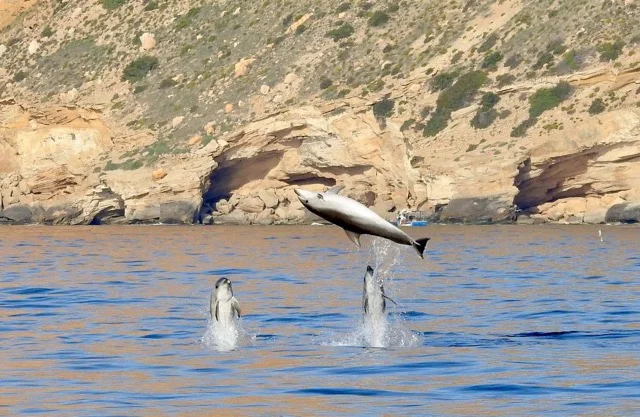delfin cv en tamaño mediano
