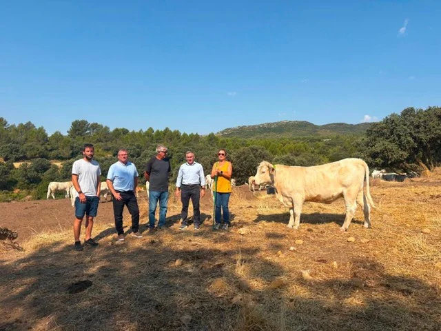 BARRACHINA VACAS en tamaño mediano